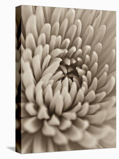 Chrysanthemum Flower-Assaf Frank-Stretched Canvas