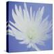 Chrysanthemum Flower-Cristina-Premier Image Canvas