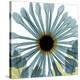 Chrysanthemum H68-Albert Koetsier-Stretched Canvas
