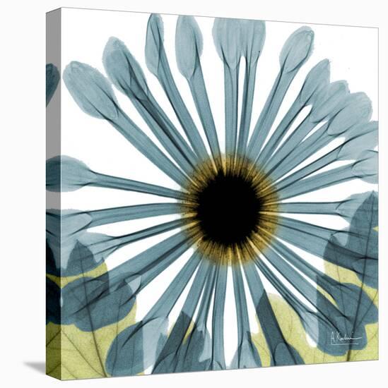 Chrysanthemum H68-Albert Koetsier-Stretched Canvas