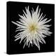 Chrysanthemum I-Jim Christensen-Premier Image Canvas