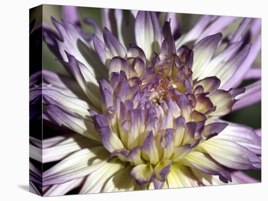 Chrysanthemum in Bloom-null-Premier Image Canvas