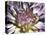 Chrysanthemum in Bloom-null-Premier Image Canvas