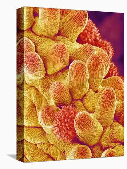 Chrysanthemum petal-Micro Discovery-Premier Image Canvas