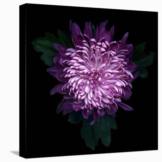 Chrysanthemum-Magda Indigo-Premier Image Canvas