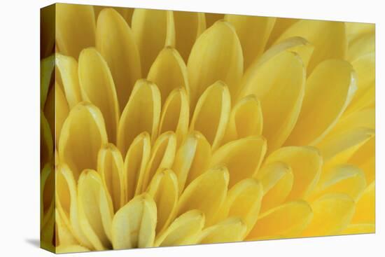 Chrysanthemum-DLILLC-Premier Image Canvas