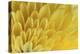 Chrysanthemum-DLILLC-Premier Image Canvas