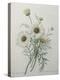 Chrysanthemum-Pierre-Joseph Redoute-Stretched Canvas