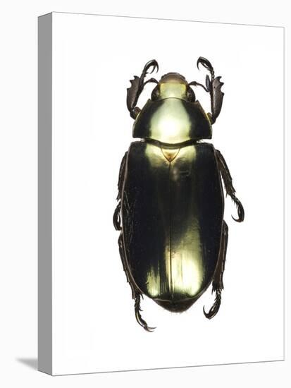 Chrysina Scarab Beetle-Lawrence Lawry-Premier Image Canvas