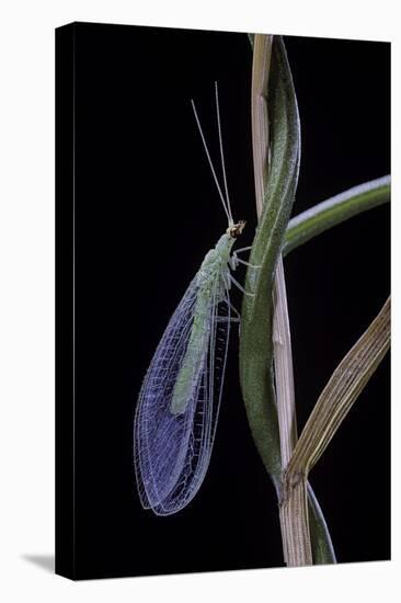 Chrysopa Carnea (Green Lacewing)-Paul Starosta-Premier Image Canvas