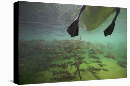 Chub Fish (Leuciscus Cephalus) and Mute Swan (Cygnus Color) Swimming Over, Rhine River, Switzerland-Michel Roggo-Premier Image Canvas