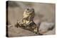 Chuckwalla-DLILLC-Premier Image Canvas