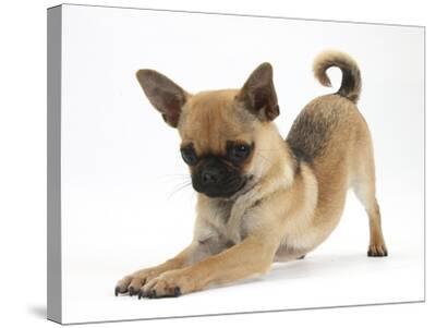 Chug pug 2025
