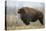 Chugach National Forest, Alaska, United States of America, North America-Ashley Morgan-Premier Image Canvas
