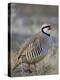 Chukar (Alectoris Chukar)-James Hager-Premier Image Canvas