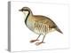 Chukar, Partridge (Alectoris Chukar), Birds-Encyclopaedia Britannica-Stretched Canvas