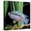 Cichlid Jack Dempsey-null-Premier Image Canvas