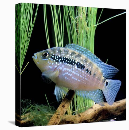 Cichlid Jack Dempsey-null-Premier Image Canvas