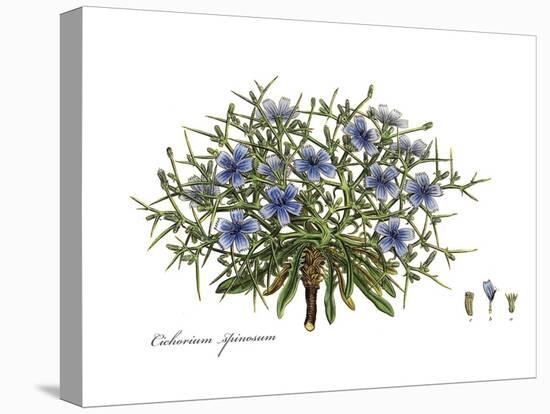 Cichorium spinosum, Flora Graeca-Ferdinand Bauer-Premier Image Canvas