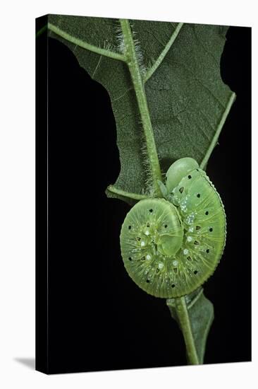 Cimbex Femoratus (Birch Sawfly) - Larva (False Caterpillar)-Paul Starosta-Premier Image Canvas
