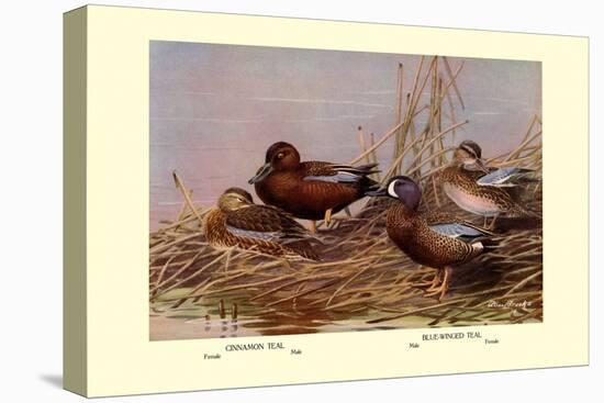 Cinnamon and Blue-Winged Teals-Allan Brooks-Stretched Canvas