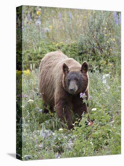 Cinnamon Black Bear (Ursus Americanus) Cub, Waterton Lakes National Park, Alberta, Canada-James Hager-Premier Image Canvas