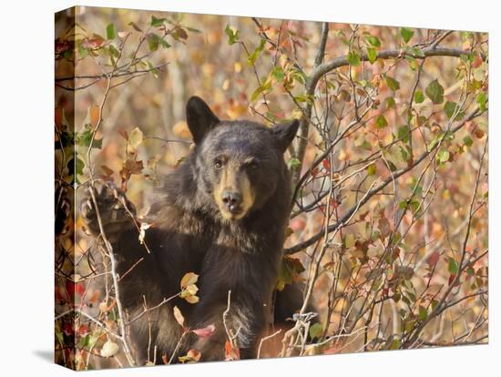 Cinnamon Black Bear (Ursus Americanus) Pauses from Collecting Autumn (Fall) Berries-Eleanor Scriven-Premier Image Canvas