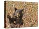 Cinnamon Black Bear (Ursus Americanus) Pauses from Collecting Autumn (Fall) Berries-Eleanor Scriven-Premier Image Canvas