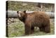 Cinnamon Black Bear (Ursus Americanus), Yellowstone National Park, Wyoming-James Hager-Premier Image Canvas