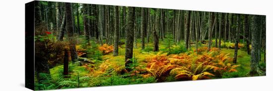 Cinnamon Ferns and Red Spruce Trees in Autumn, Acadia National Park, Maine, USA-null-Premier Image Canvas