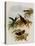 Cinnamon Firecrown, Eustephanus Fernandensis-John Gould-Premier Image Canvas