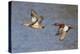 Cinnamon Teal Drake and Hen Flying-Hal Beral-Premier Image Canvas