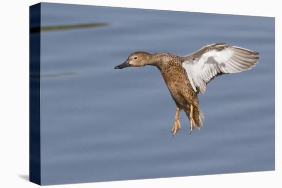 Cinnamon Teal Hen Landing-Hal Beral-Premier Image Canvas