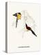 Cinnyris Gouldiae-A Century Of Birds From The Himalaya Mountains-John Gould & William Hart-John Gould-Stretched Canvas