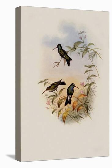 Circe, Circe Latirostris-John Gould-Premier Image Canvas