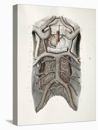 Circle of Willis Nerves, 1844 Artwork-Science Photo Library-Premier Image Canvas