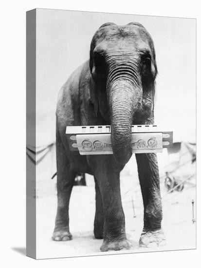 Circus Elephant with Harmonica-null-Premier Image Canvas
