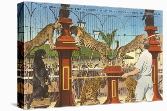 Circus Leopards, Panther, Lion, Sarasota, Florida-null-Stretched Canvas