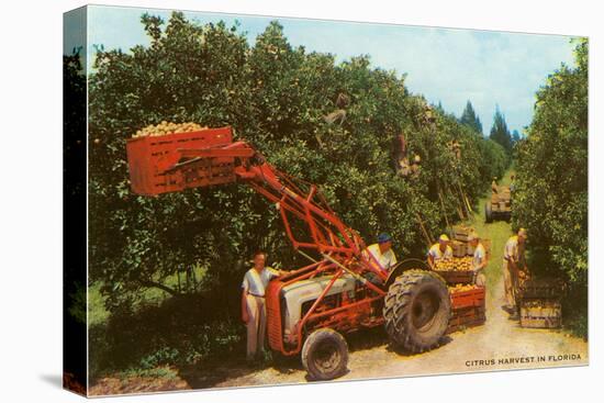 Citrus Harvest in Florida-null-Stretched Canvas