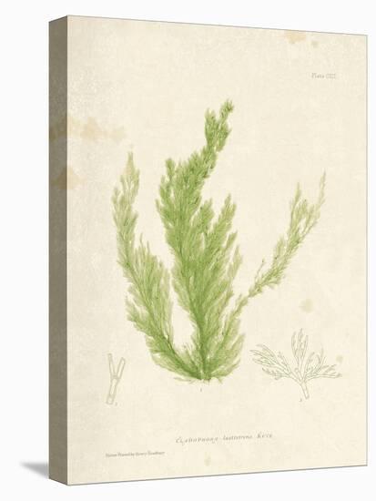 Cladophora laetivirens-Henry Bradbury-Stretched Canvas