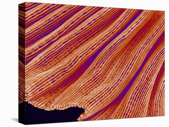 Clam's Gill, SEM-Susumu Nishinaga-Premier Image Canvas