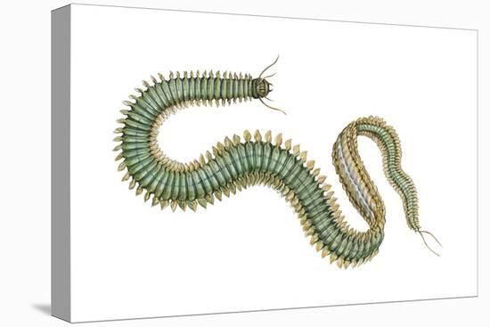 Clam Worm (Nereis Limnicola), Rag Worm, Annelids, Invertebrates-Encyclopaedia Britannica-Stretched Canvas