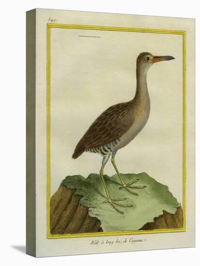 Clapper Rail-Georges-Louis Buffon-Premier Image Canvas