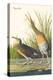 Clapper Rail-John James Audubon-Stretched Canvas