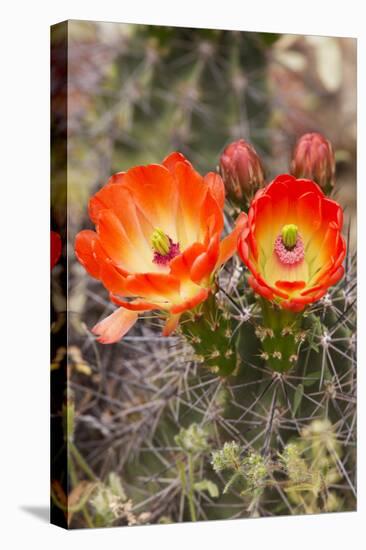 Claret Cup Cactus, Arizona-Sonora Desert Museum, Tucson, Arizona, USA-Jamie & Judy Wild-Premier Image Canvas