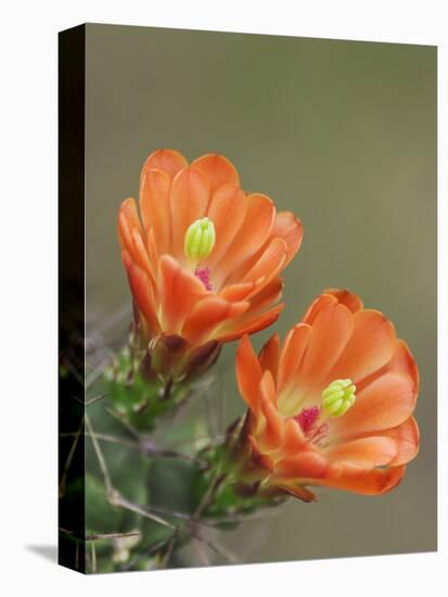 Claret Cup Cactus Blooming, Uvalde County, Hill Country, Texas, USA-Rolf Nussbaumer-Premier Image Canvas