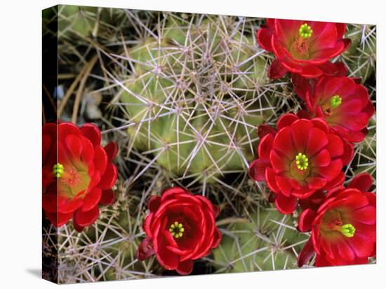 Claret Cup Cactus Flowering on Gooseberry Mesa, Utah, USA-Chuck Haney-Premier Image Canvas