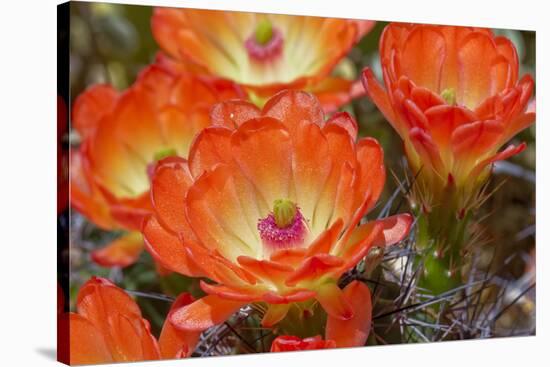 Claret cup cactus flowers, Echinocereus triglochidiatus, Tucson, Arizona-Adam Jones-Premier Image Canvas