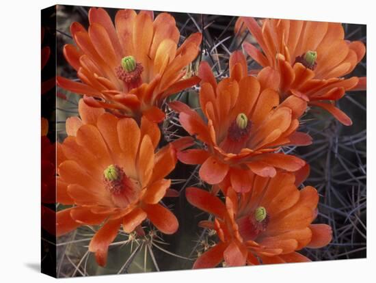 Claret Cup Cactus Flowers, San Xavier, Arizona, USA-Jamie & Judy Wild-Premier Image Canvas