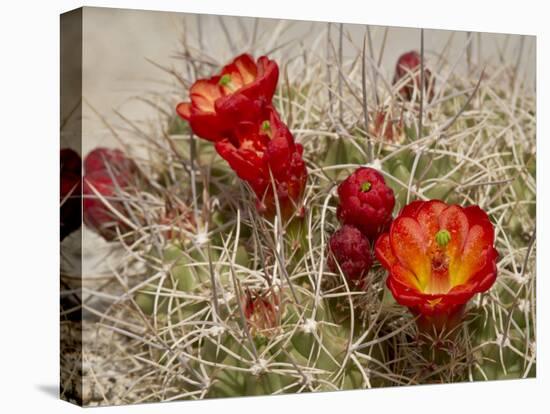 Claret Cup or Mojave Mound Cactus in Bloom, Mojave National Preserve, California, Usa-Rob Sheppard-Premier Image Canvas